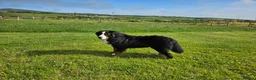 Bernese Mountain Dog dogs for stud: Proven health tested BMD handsome boy for stud. in Northampton - Advert 8