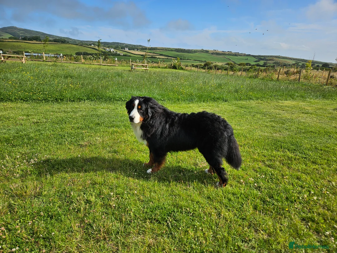 Bernese Mountain Dog dogs for stud: Proven health tested BMD handsome boy for stud. in Northampton - Advert 8