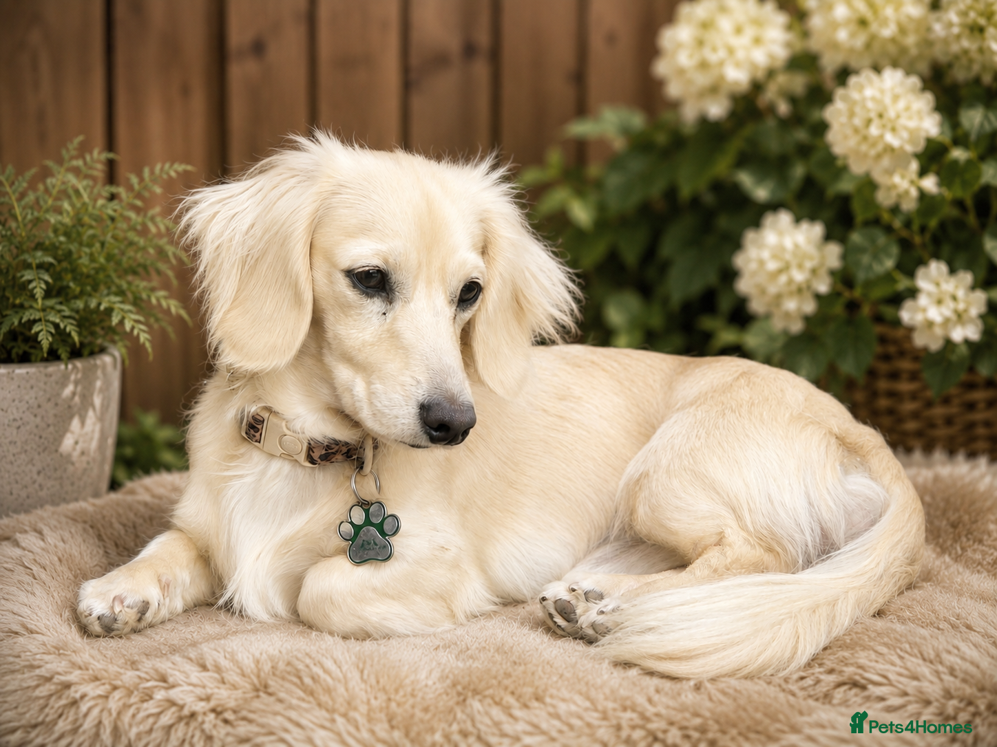 Miniature Dachshund dogs Iiee Cream long haired stud mini dachshund - Advert 1