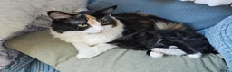 Mixed Breed cats for sale: Four Adorable Little Kittens Full of Personality - Advert 17