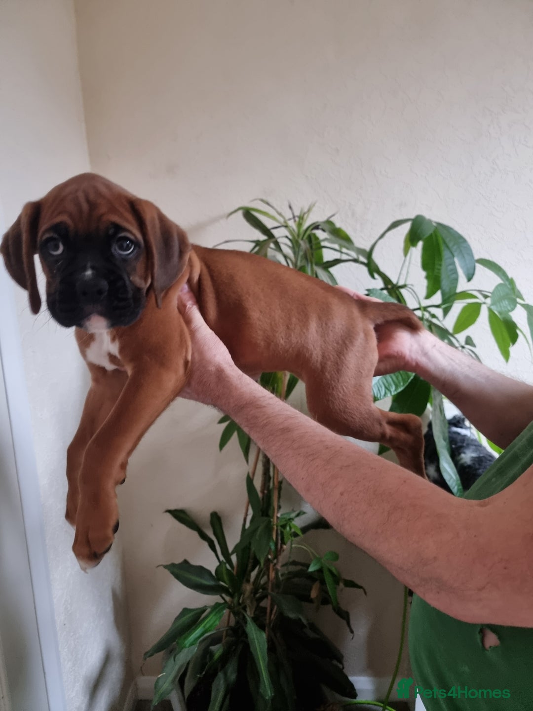 Boxer dogs for sale:   Outstanding  KC Boxer puppies - Advert 17