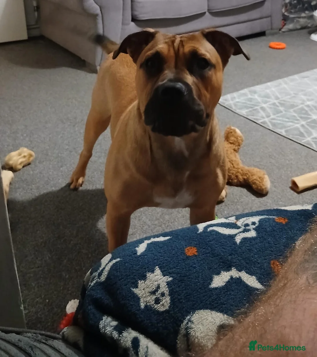 Mixed Breed dogs for sale: (Ziggy) victorian bulldog  in Newport - Advert 2