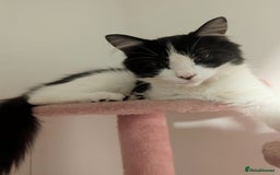 British Longhair cats for sale: 2 male gray and white kittens 14weeks - Image 7