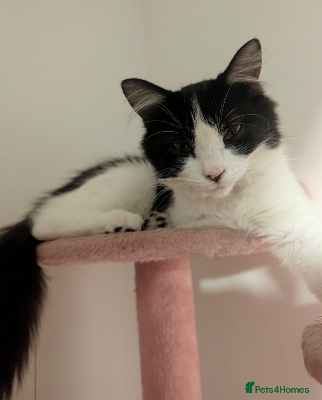 British Longhair cats for sale: 2 male gray and white kittens 14weeks - Image 7