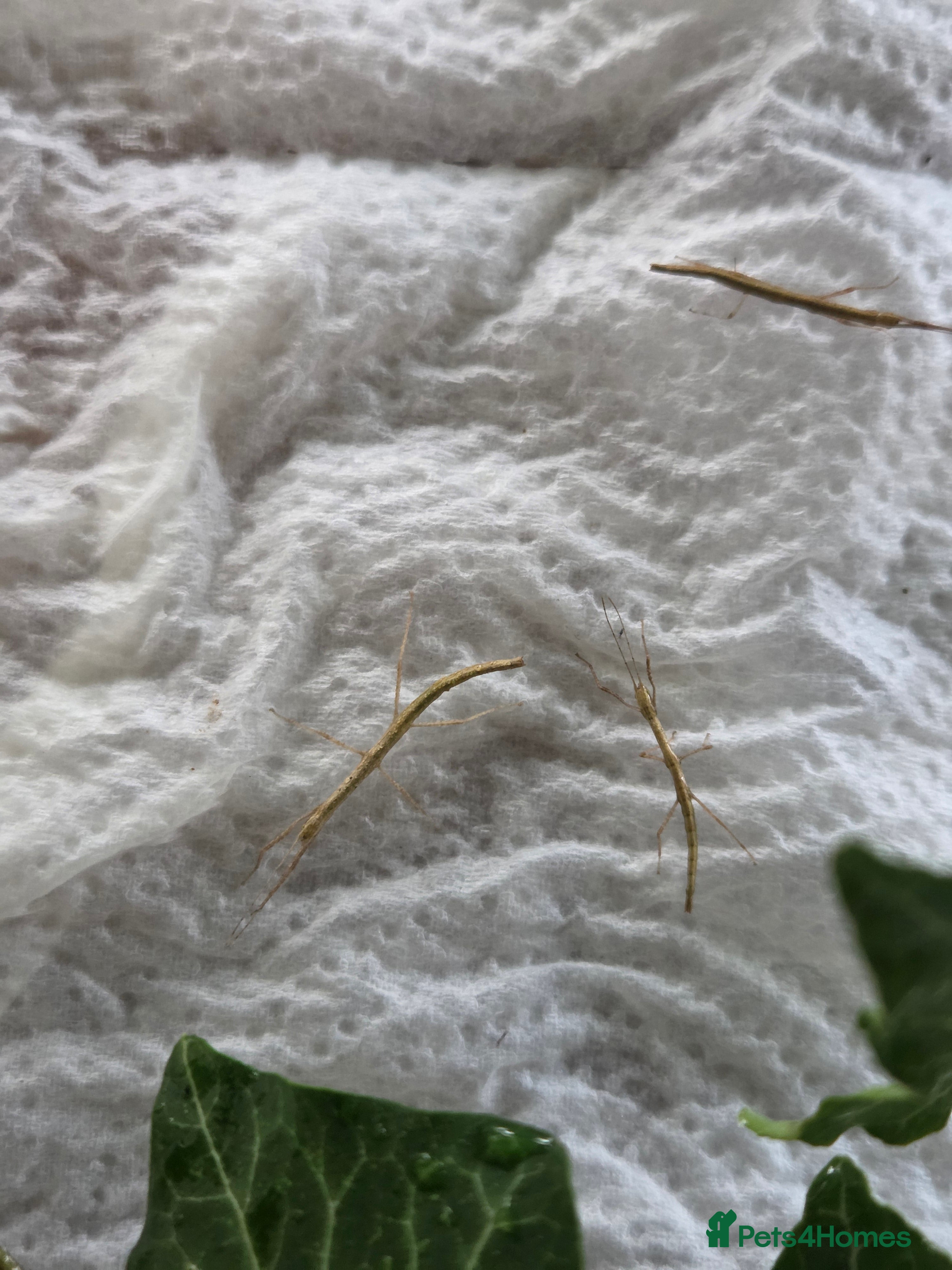 Stick Insects invertebrates Common stick insects - Advert 3