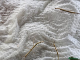 Stick Insects invertebrates - Advert 9