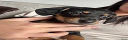 Doxiepoo dogs for sale: Doxiepoo puppies  - Advert 6