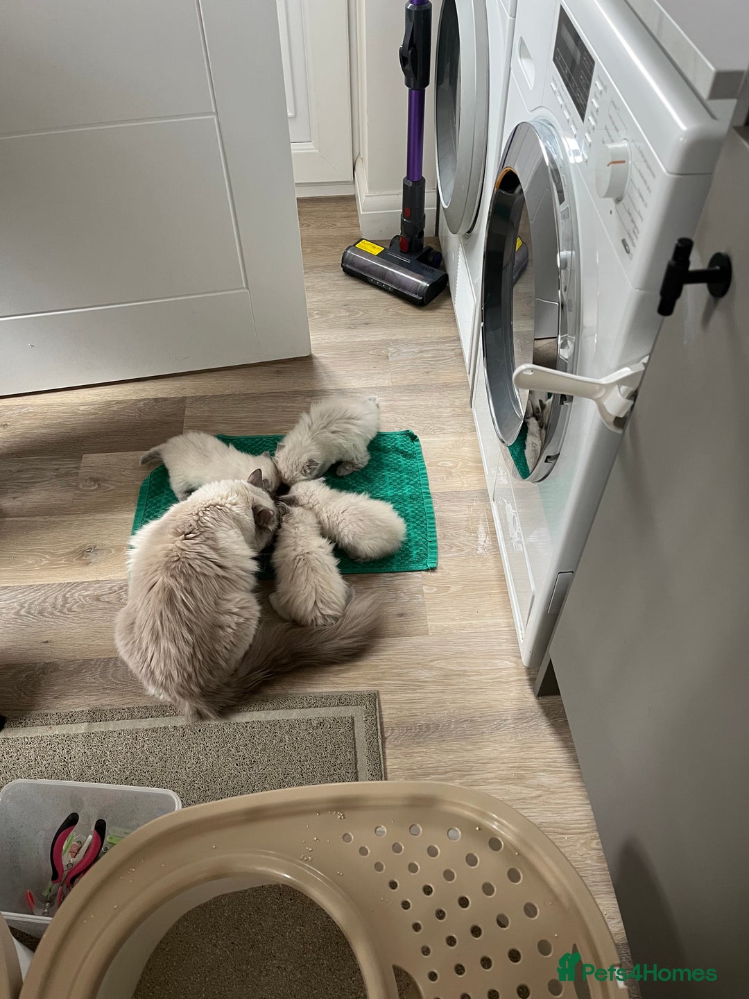 Ragdoll cats for sale: Stunning Bluepoint Ragdoll kittens!  - Image 13