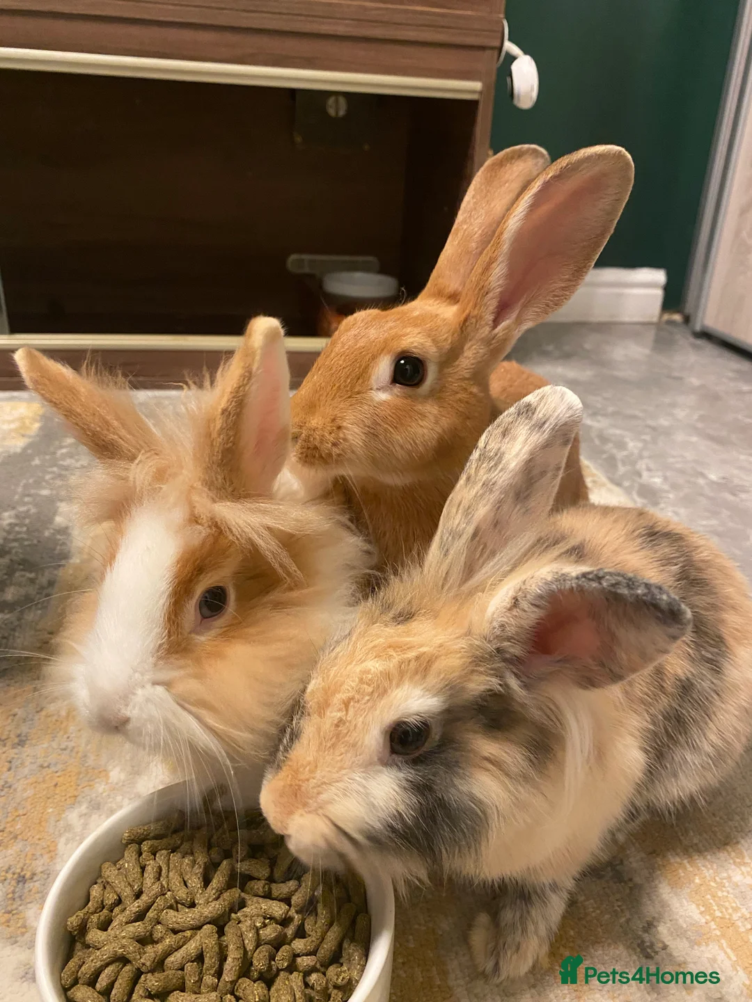 Gallery Image {{count}}