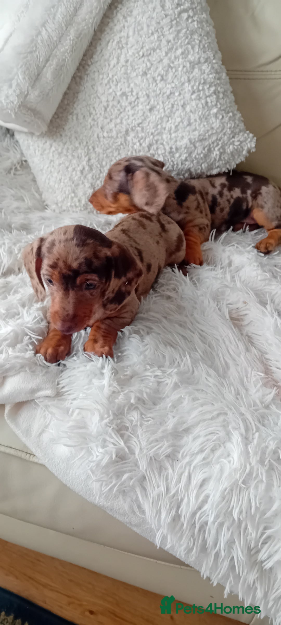 Miniature Dachshund dogs for sale: 2 dapple girls - Advert 7
