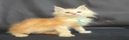 Maine Coon cats for sale: Ready now Maine Coon x2 boys - Advert 14