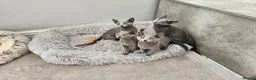 Russian Blue cats for sale: GCCF REGISTERED RUSSIAN BLUE KITTENS  - Advert 5