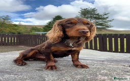 Cocker Spaniel dogs for stud: KC Working Cocker Spaniel Stud - Image 2