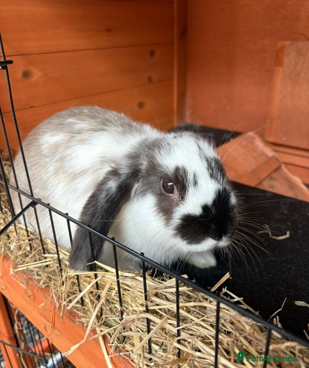 Mixed Breed rabbits for sale: 8 month old female Rabbit  - Advert 3