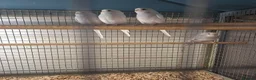 Budgerigars birds for sale: Baby budgies for sale - Advert 3
