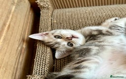 British Shorthair cats for sale: Gorgeous British Shorthair Babies.  - Image 7