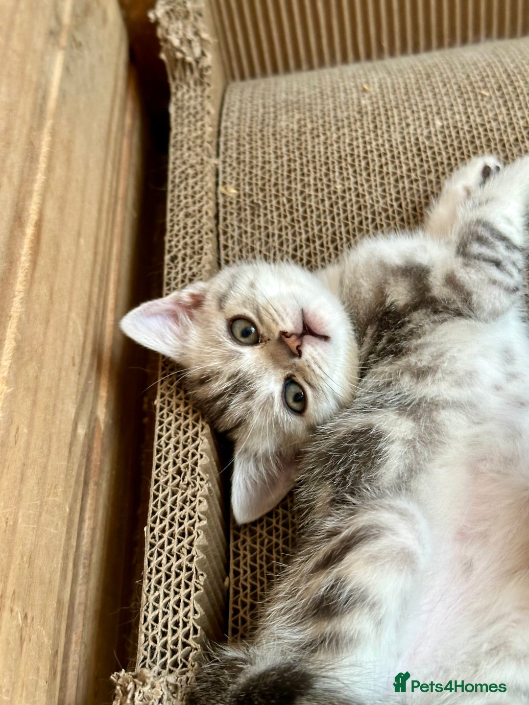 British Shorthair cats for sale: Gorgeous British Shorthair Babies.  - Image 7