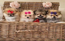 Pomeranian dogs for sale:  Beautiful Pomeranian puppies  - Image 2