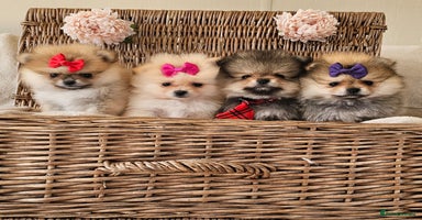 Pomeranian dogs - Advert 1