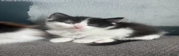 Mixed Breed cats for sale: 3 Black & white male kittens  - Advert 4