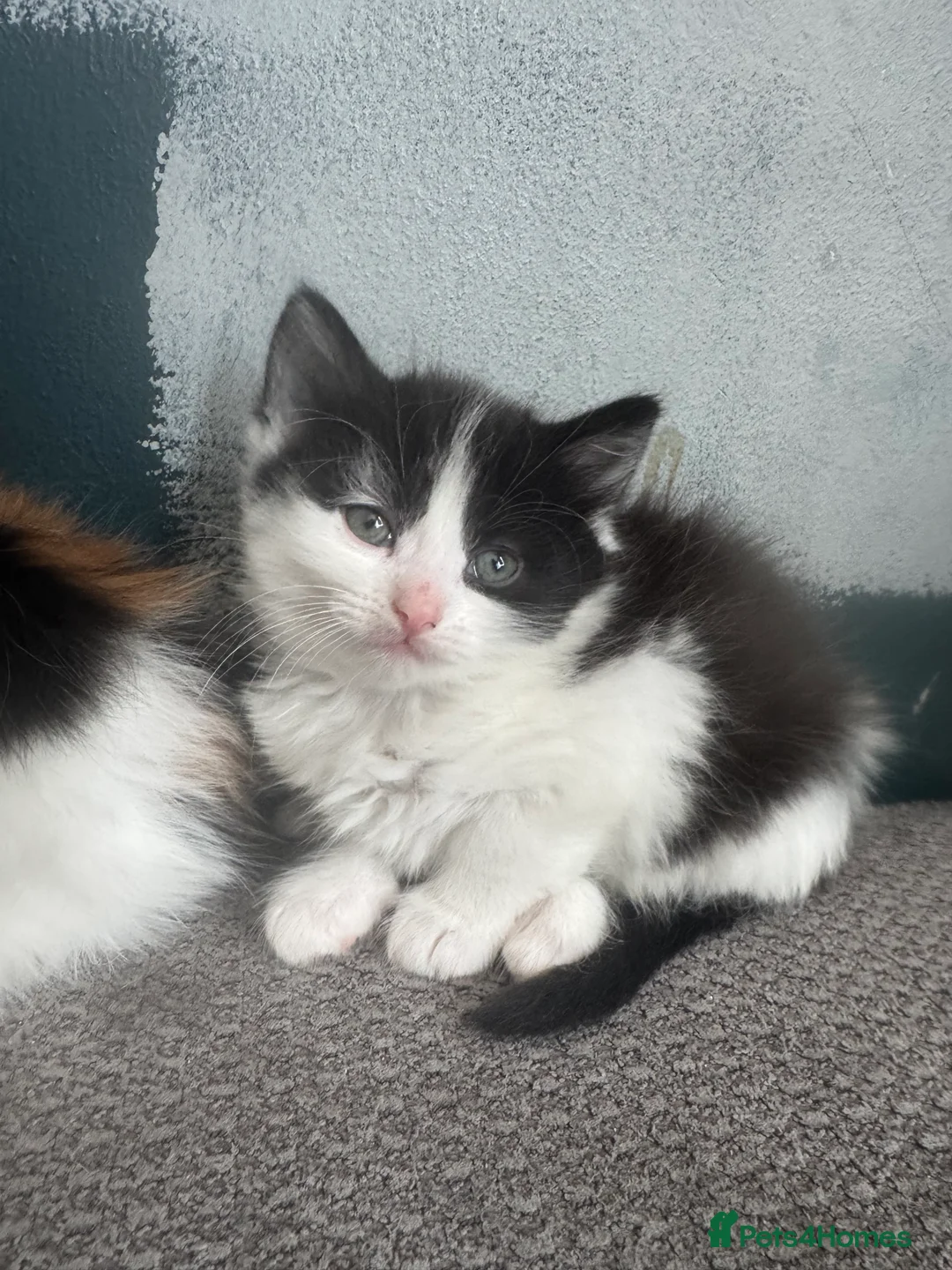 Mixed Breed cats for sale: 3 Black & white male kittens  - Advert 4