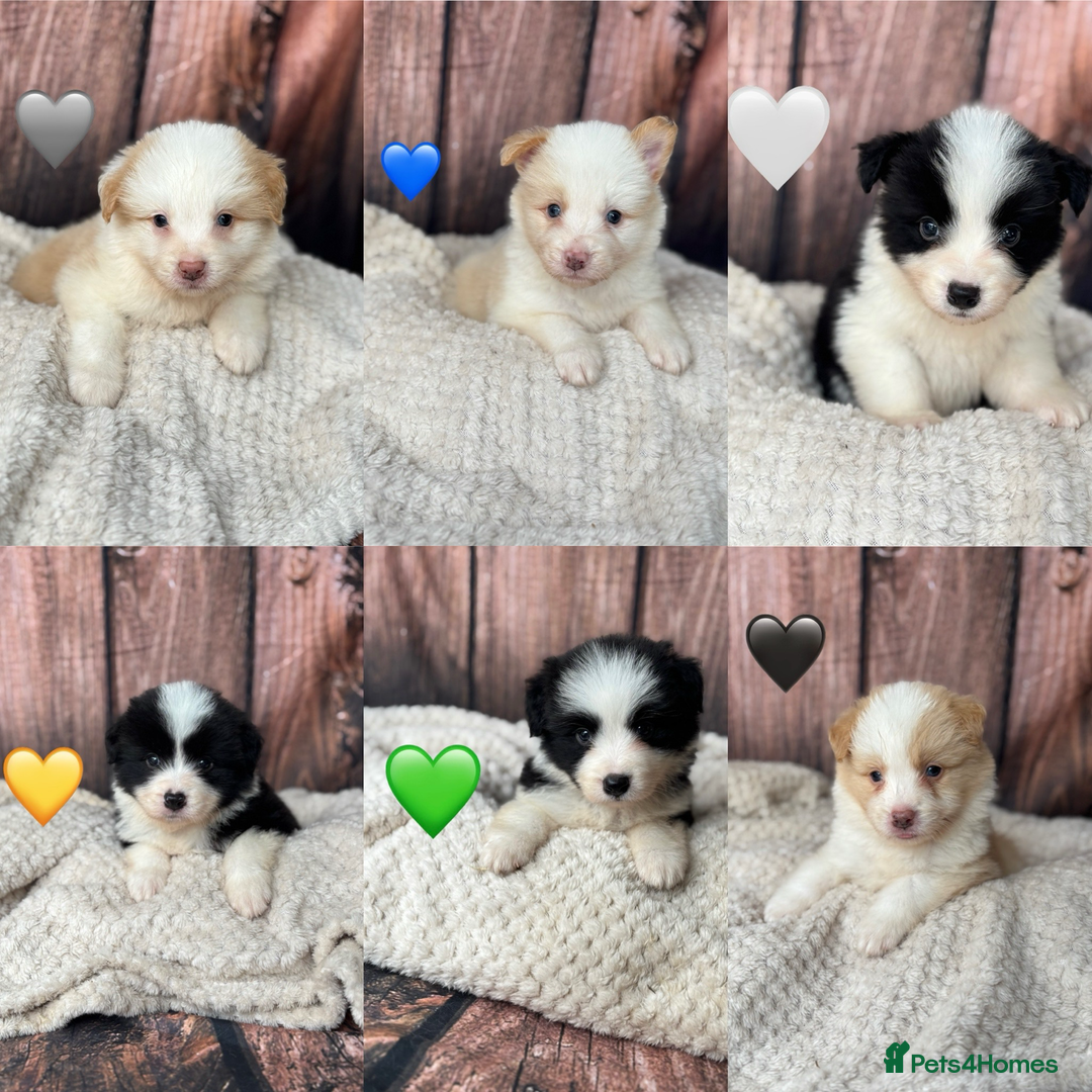 Border Collie dogs for sale: Quality Show Line KC Border Collie Males💙 - Image 1