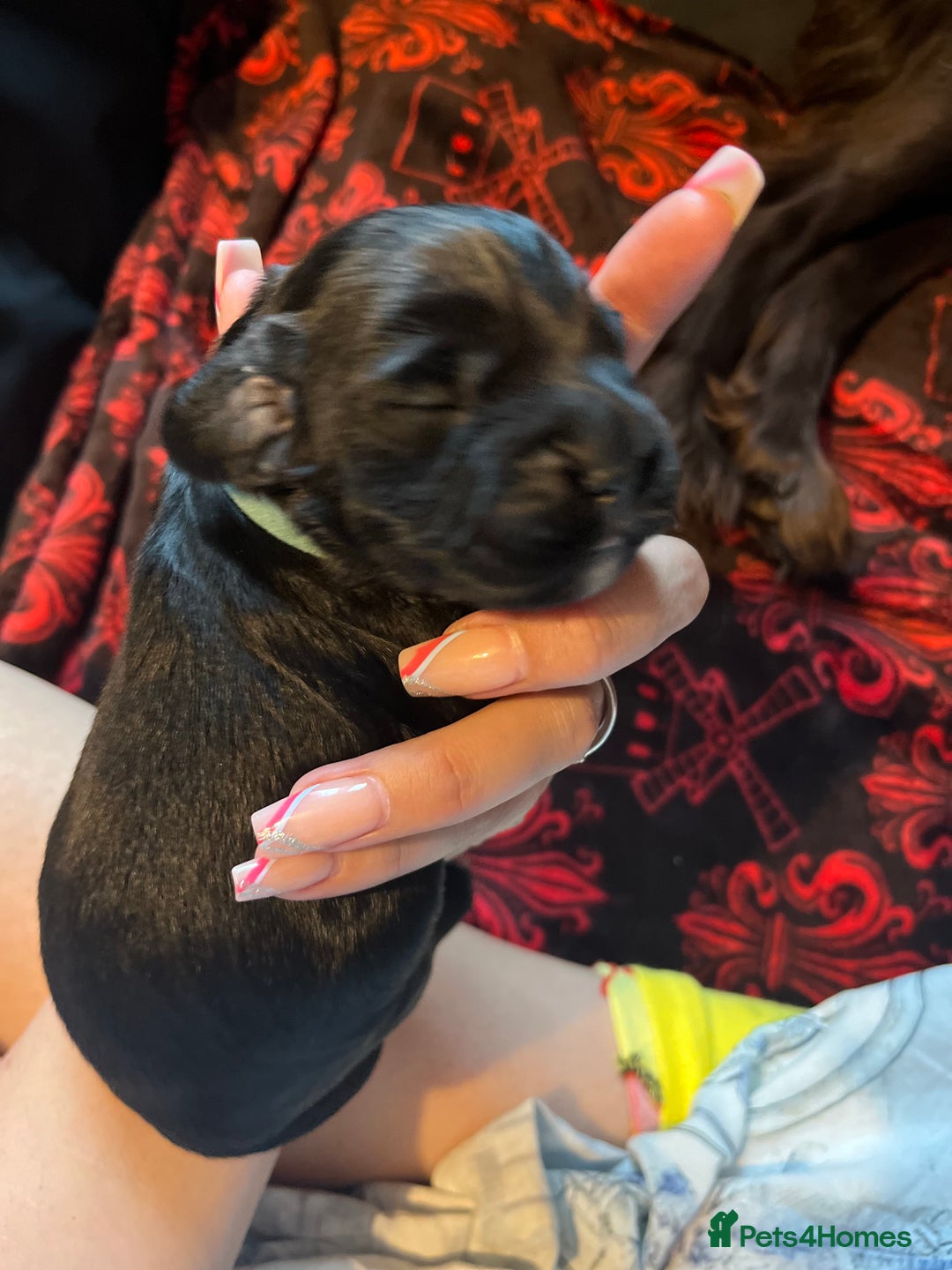 Cocker Spaniel dogs for sale: Cocker spaniels 🐶  - Advert 40