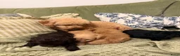 Schnoodle dogs for sale: Gorgeous Schnoodle Puppies 🐾 - Advert 15