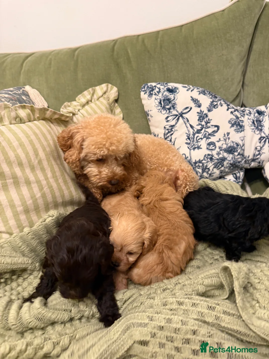 Schnoodle dogs for sale: Gorgeous Schnoodle Puppies 🐾 - Advert 15