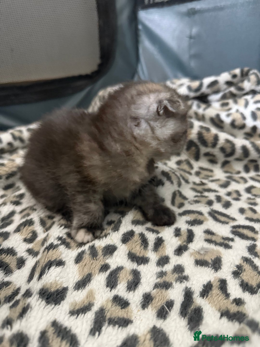 Scottish Fold cats for sale: Stunning Rainbow litter ready for  **   - Advert 33