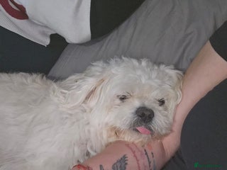 Mixed Breed dogs in Northampton - Advert 17