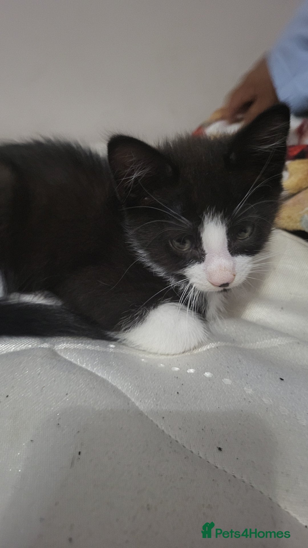 Domestic Shorthair cats for sale: Well behaved Tuxedo 8 week old kitten  - Image 4