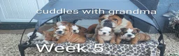 English Bulldog dogs for sale: KC Reg.English Bulldog puppies - Advert 4