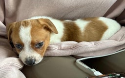 Jack Russell dogs for sale: Adorable Short Legged Jack Russell Puppies - Image 9