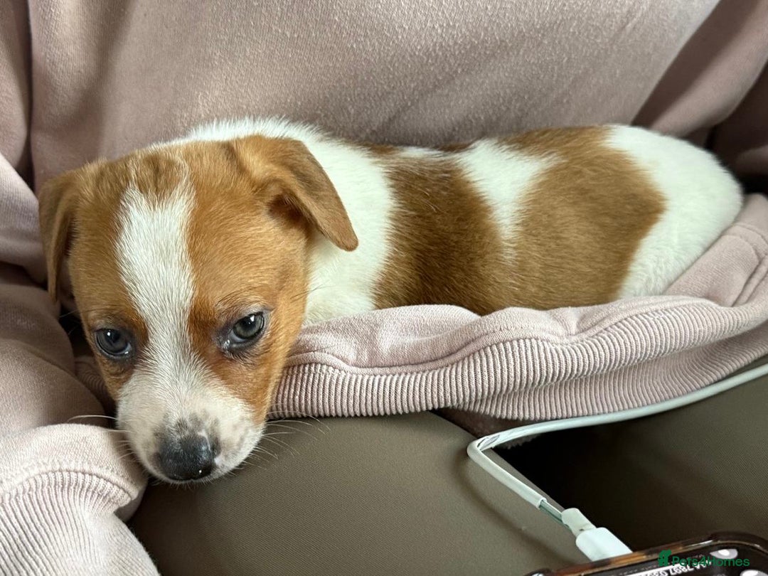 Jack Russell dogs for sale: Adorable Short Legged Jack Russell Puppies - Image 9