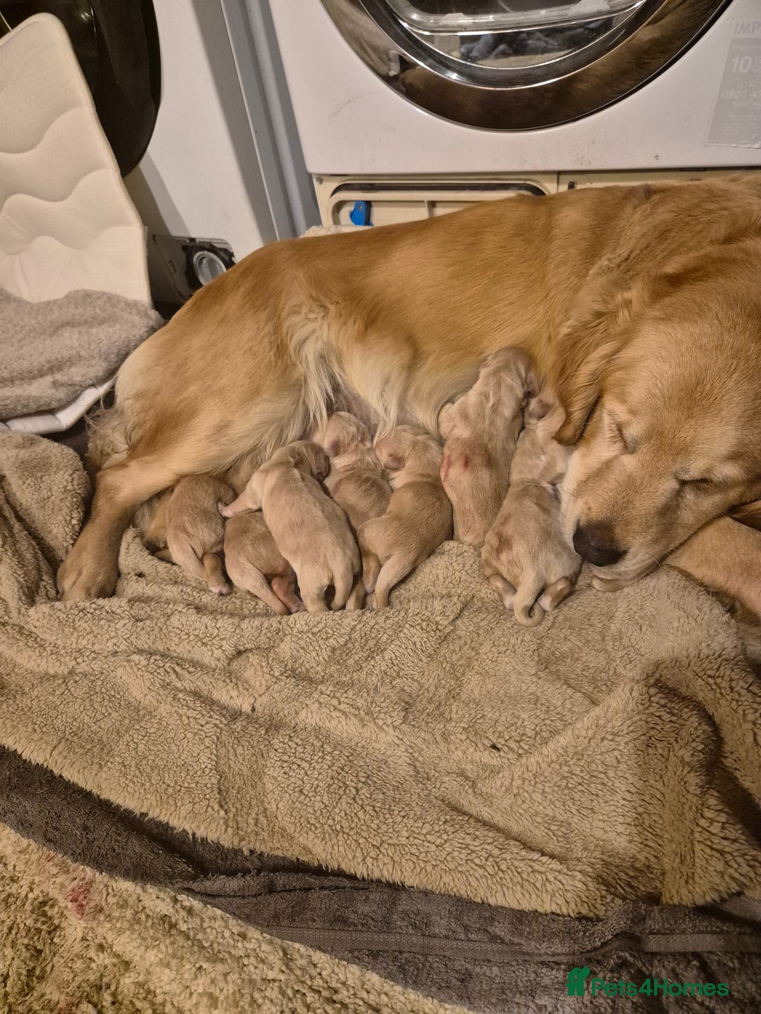 Golden Retriever dogs for sale: Kc registered golden retrievers  - Advert 1