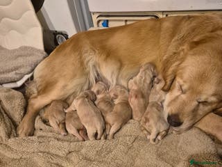 Golden Retriever dogs Kc registered golden retrievers - Advert 2