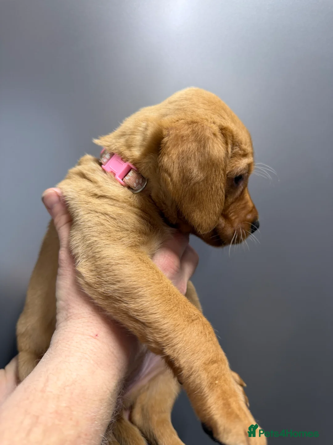 Labrador Retriever dogs for sale: KC Reg Labrador Puppies (mix of Red/blonde) - Advert 31