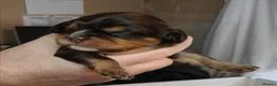 Cavalier King Charles Spaniel dogs for sale: Amazing 🤎Chocolate🤎 CKCS born today 25/05/26 - Advert 17