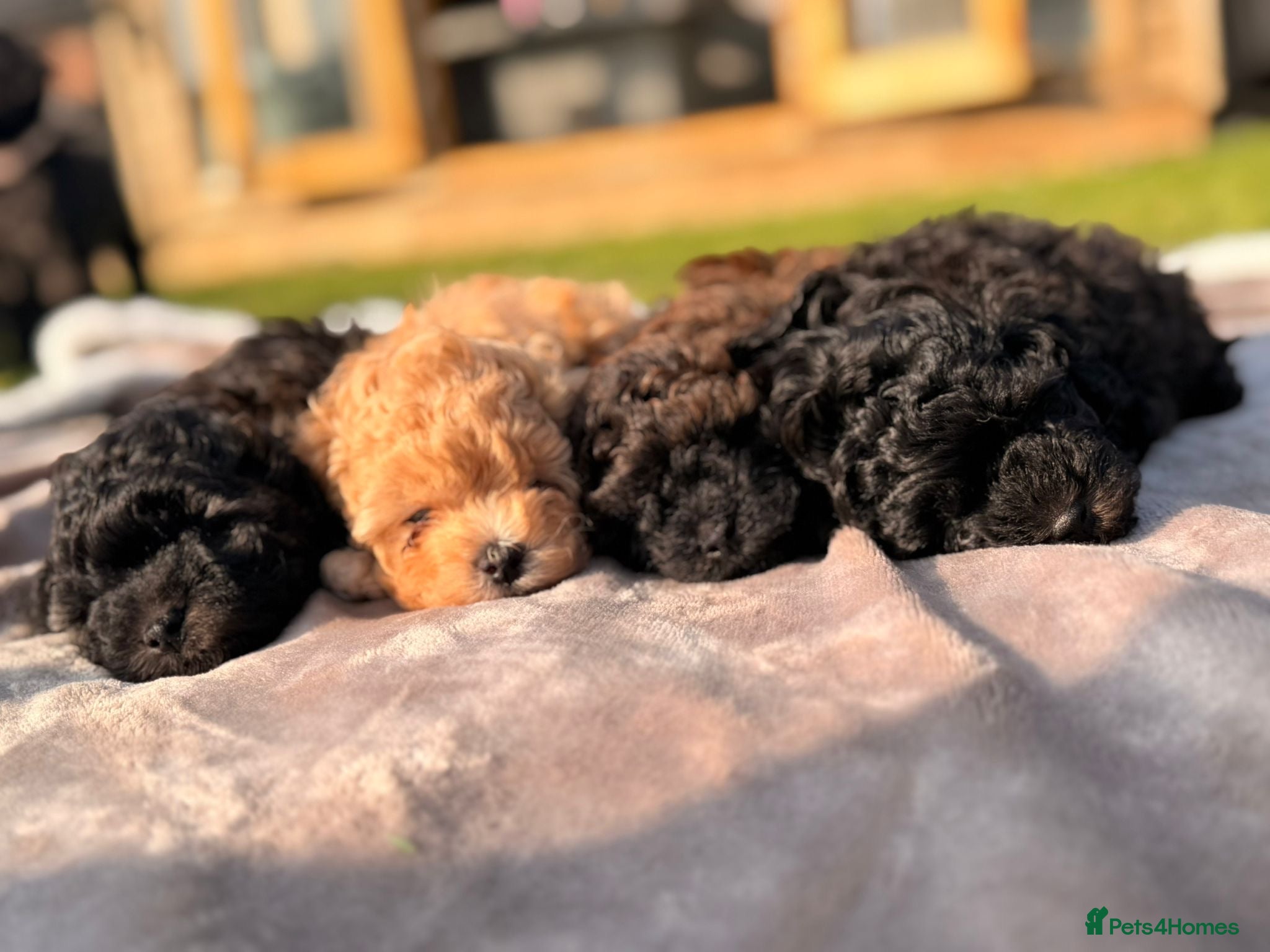 Cavapoochon dogs Gorgeous toy cavapoochons for sale - Advert 4