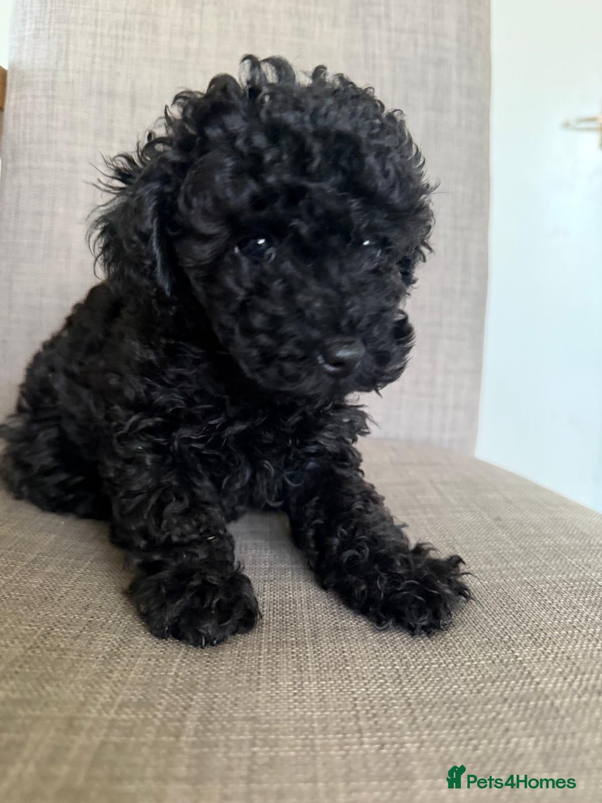 Cockapoo dogs Gorgeous litter of Cockerpoos - Advert 17