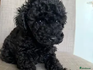 Cockapoo dogs Gorgeous litter of Cockerpoos - Advert 17