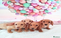Miniature Dachshund dogs for sale: MINI CREAM DACHSHUND💥READY TO GO💥PRA CLEAR - Image 4