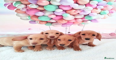 Miniature Dachshund dogs - Advert 12