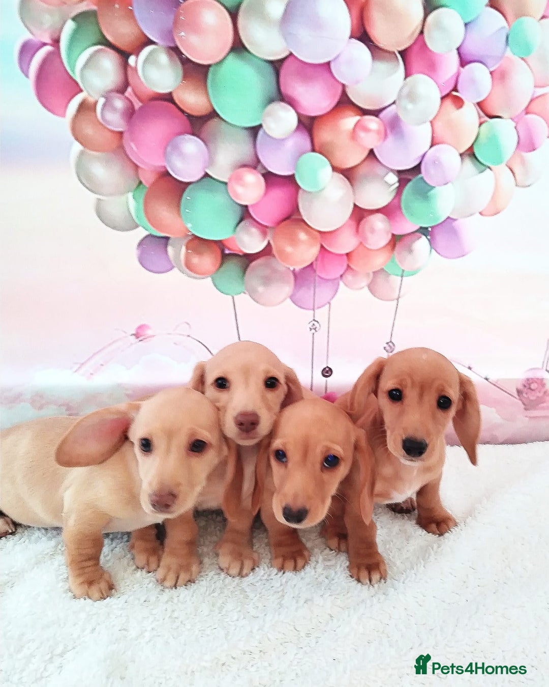 Miniature Dachshund dogs for sale: MINI CREAM DACHSHUND💥READY TO GO💥PRA CLEAR - Image 4