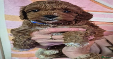 Cockapoo dogs - Advert 3