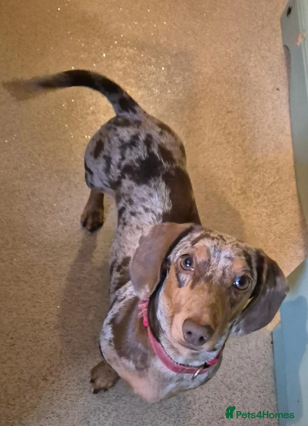 Miniature Dachshund dogs for sale: 3yr old chocolate dapple female - Advert 2