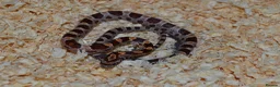 Corn Snake reptiles for sale: Corn Snakes - Advert 2