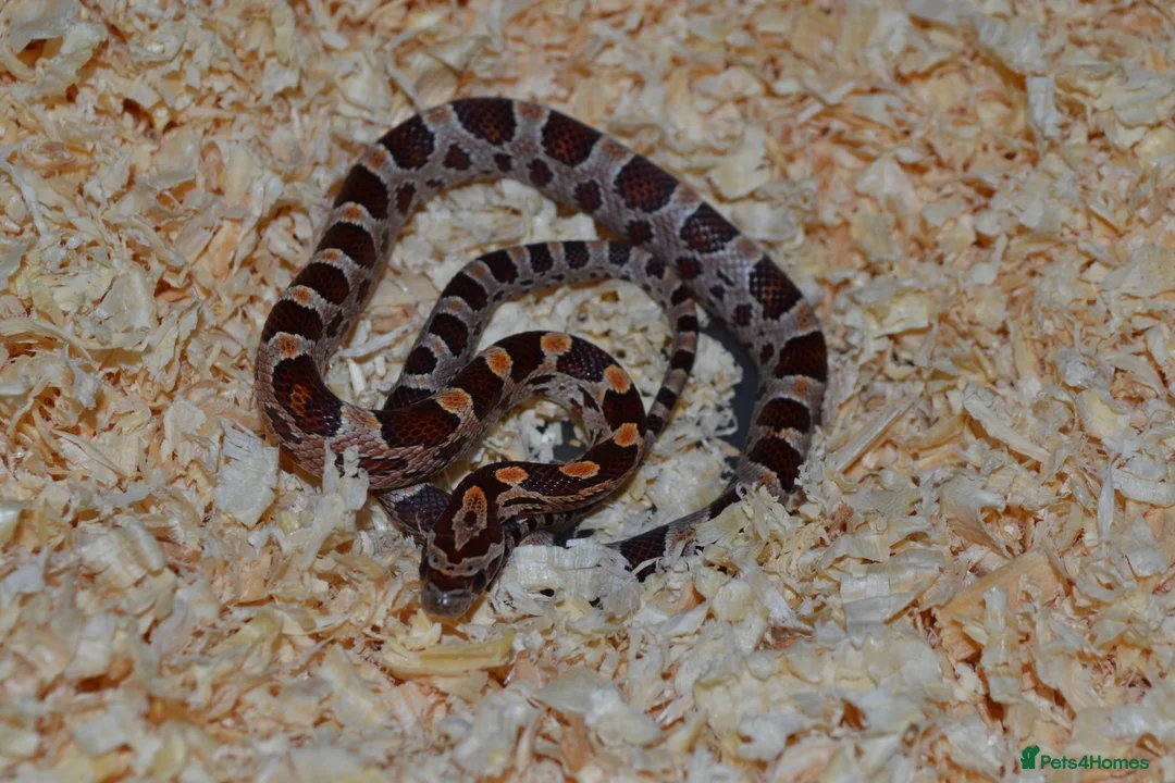 Corn Snake reptiles for sale: Corn Snakes - Advert 2