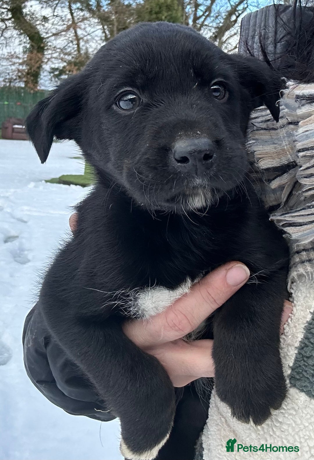 Borador dogs for sale: Borador Puppies - Advert 2